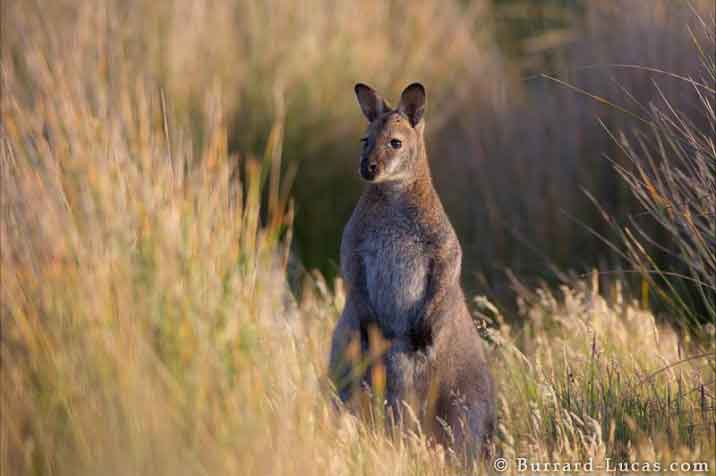 Wallaby in the New Zealand prairie.